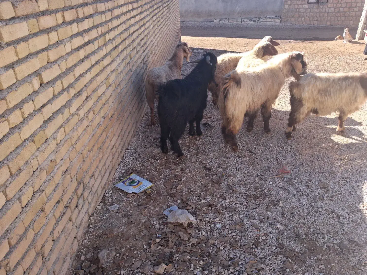 ۲عدد ساورین شیره دار ۲عدد بز ۲عدد میش چاغ|حیوانات مزرعه|گوآور, |دیوار