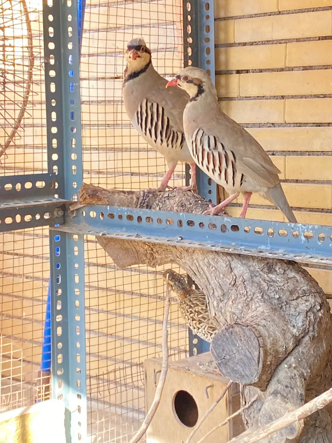 بلدرچین محلی|پرنده|بندرعباس, |دیوار