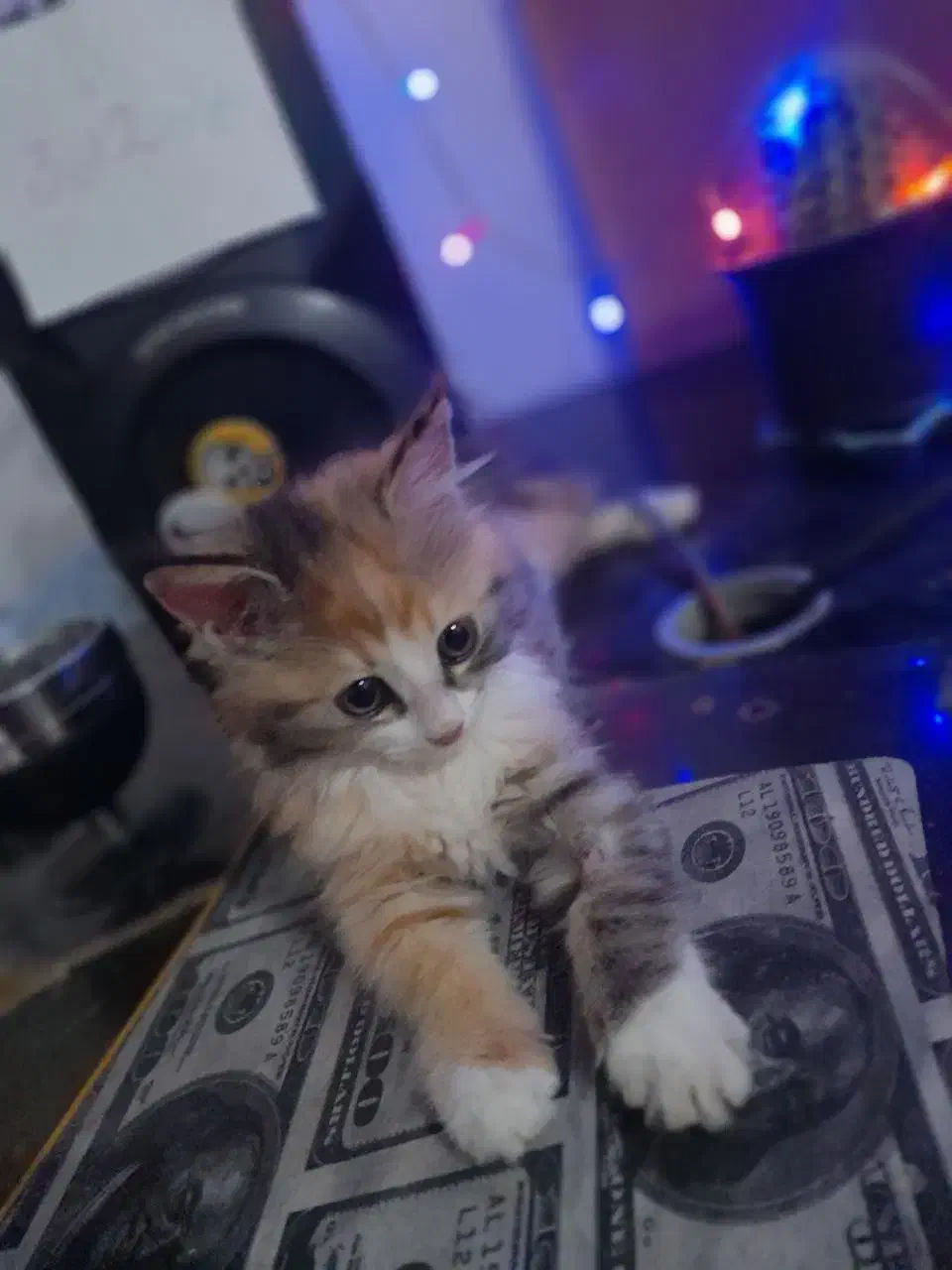 گربه پرشین|گربه|گنبد کاووس, |دیوار