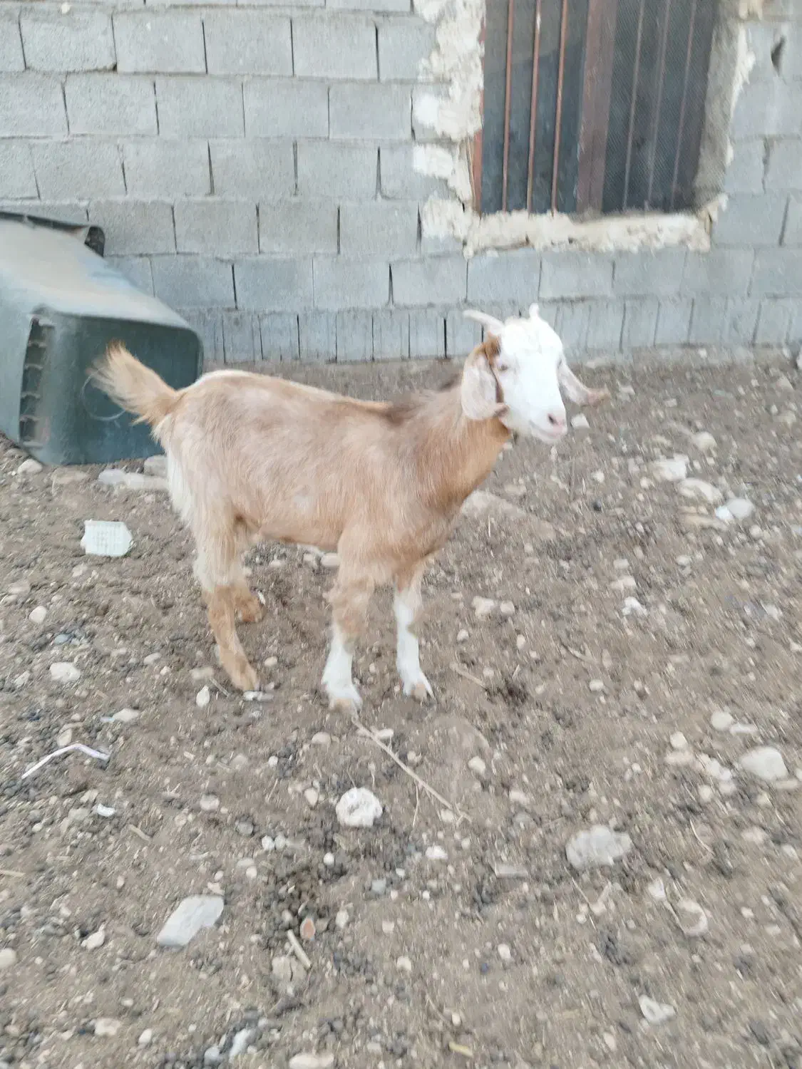 یک عدد تیشتر عدانی|حیوانات مزرعه|خورموج, |دیوار