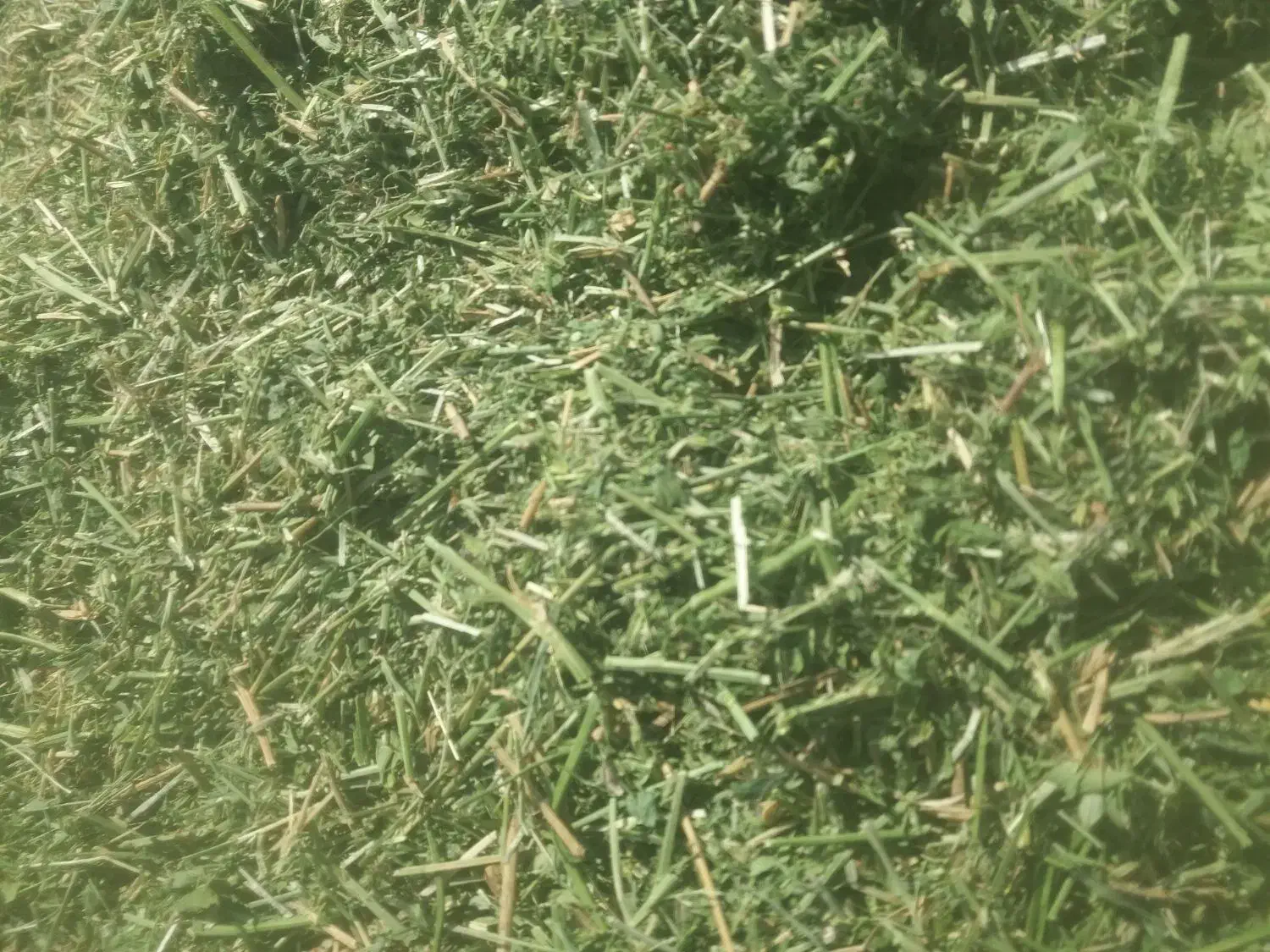 یونجه خورد شده درجه یک|لوازم جانبی حیوانات|کرمان, |دیوار