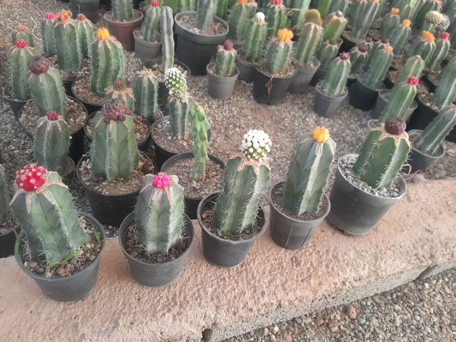 گلو و گیاه|گل و گیاه طبیعی|قزوین, |دیوار