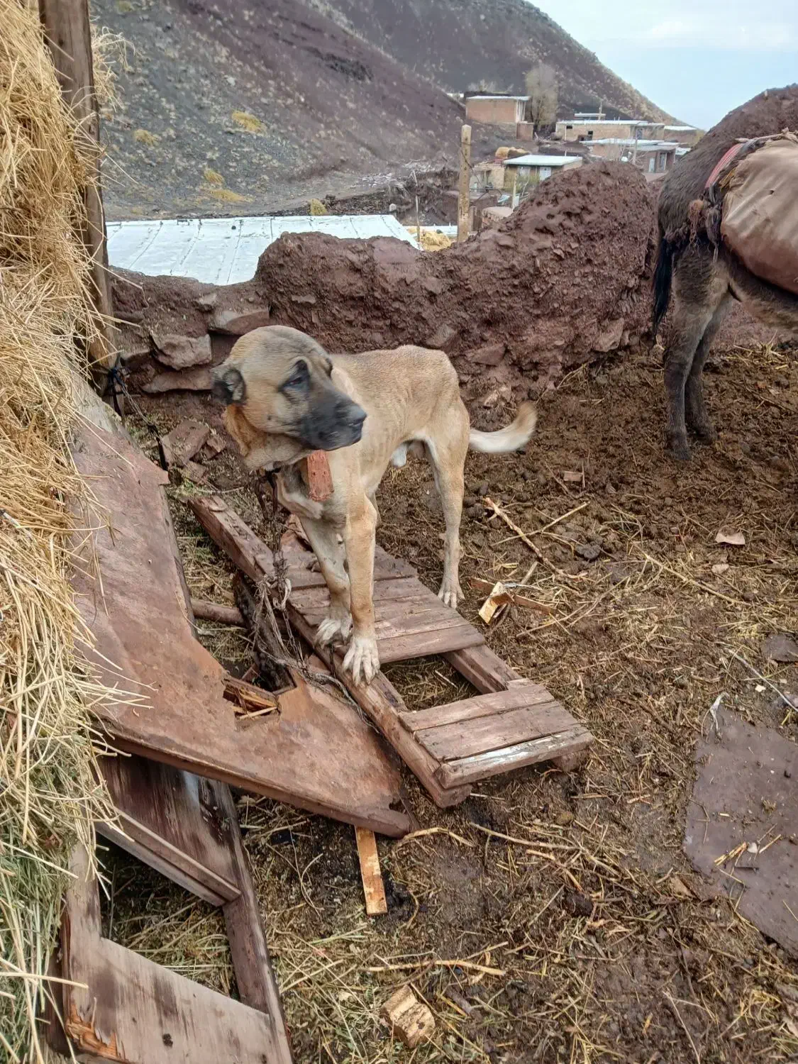 سگ گله خوبه سرابی|سگ|مرند, |دیوار