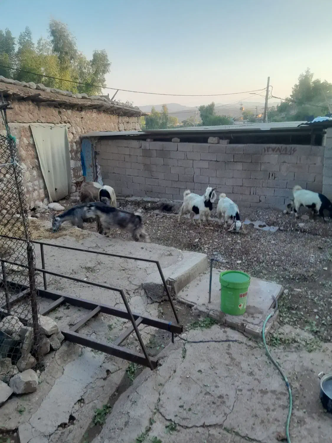 تی بز داشتی وکشتار|حیوانات مزرعه|اندیمشک, |دیوار