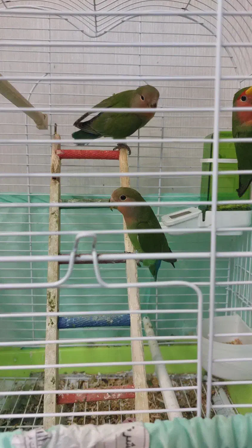 فروش پرنده|پرنده|چاف و چمخاله, |دیوار