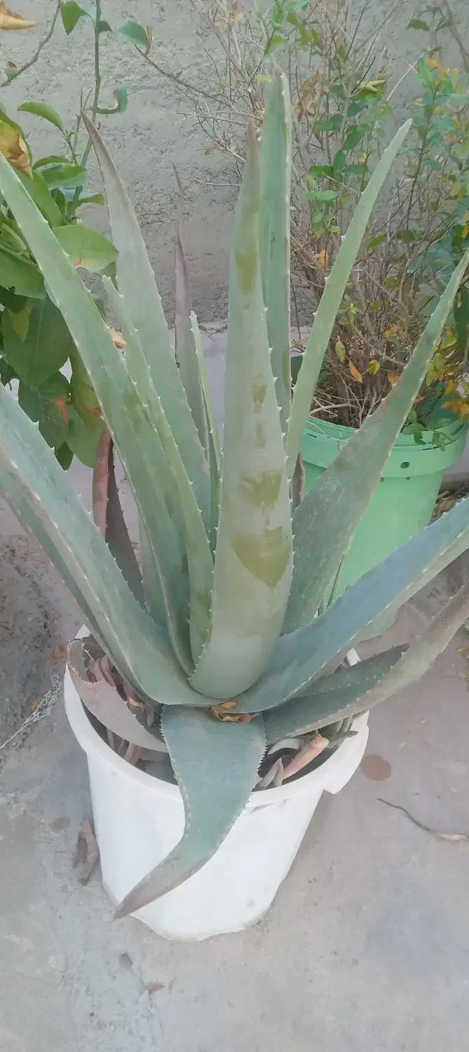 آلوئه ورا|گل و گیاه طبیعی|گیلان غرب, |دیوار