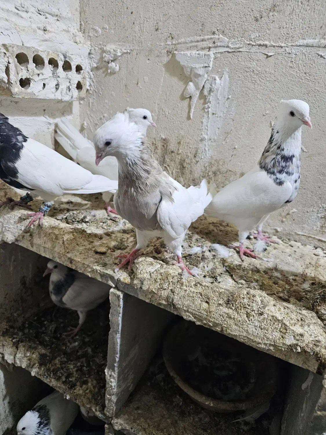 کبوتر|پرنده|بهبهان, |دیوار