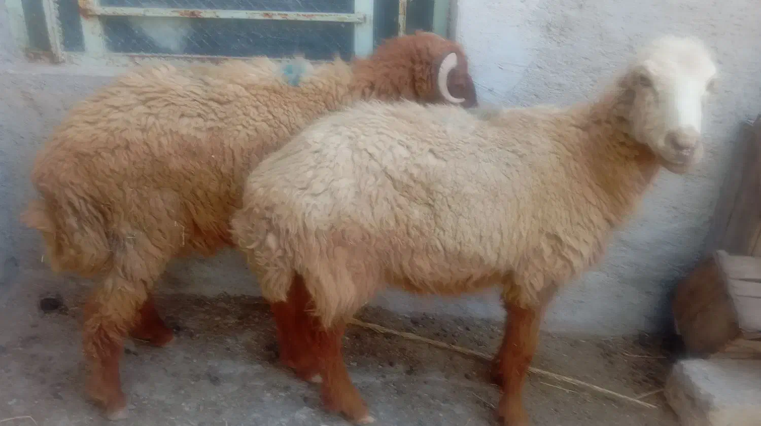 میش و بره نر پارساله|حیوانات مزرعه|سعدآباد, |دیوار