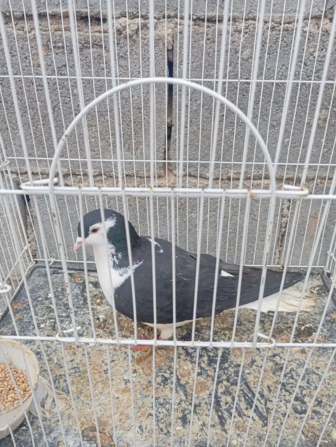 کفتر ساده سیاه ماده|پرنده|بجنورد, |دیوار