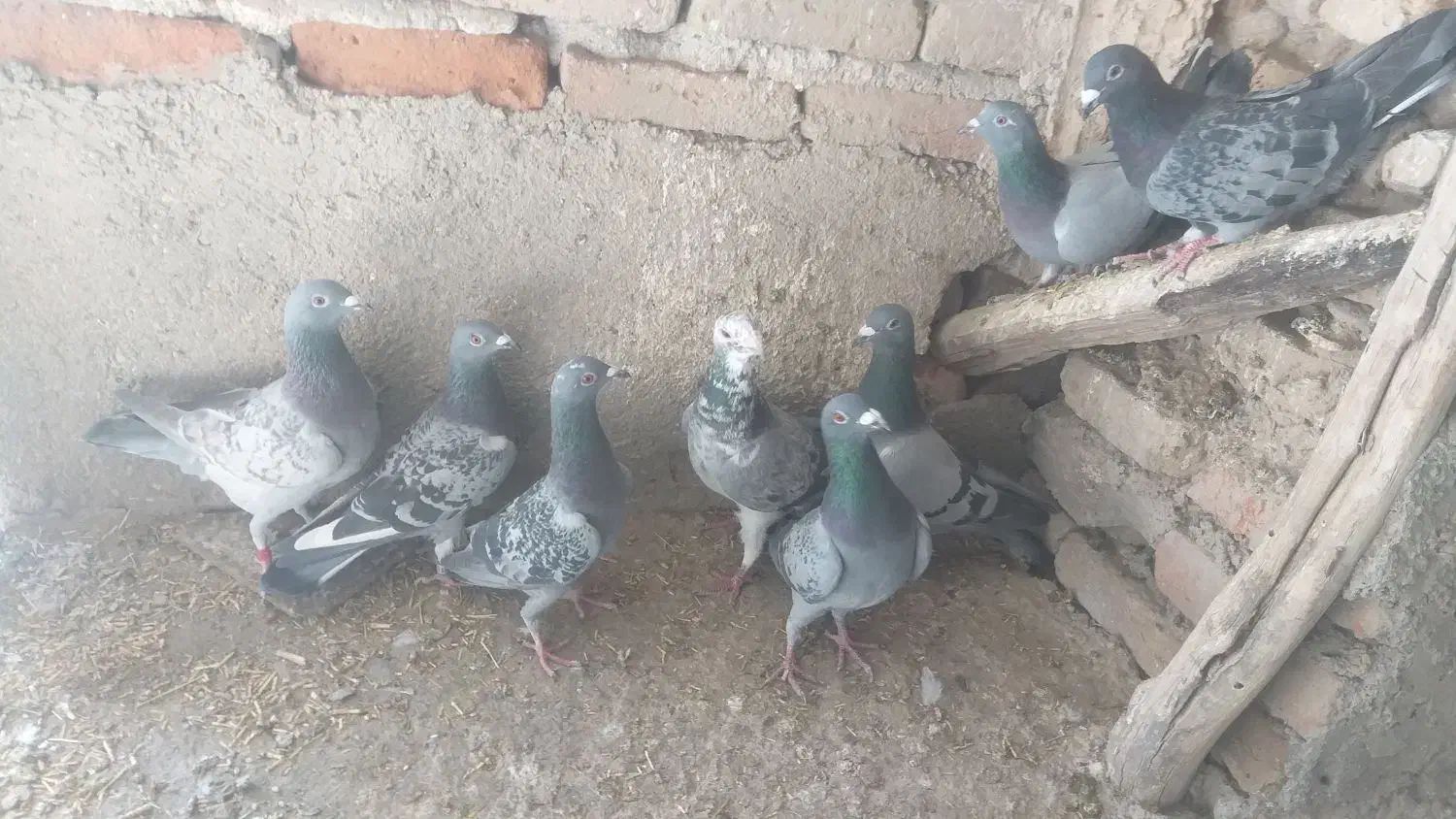 پلاکی|پرنده|بناب, |دیوار