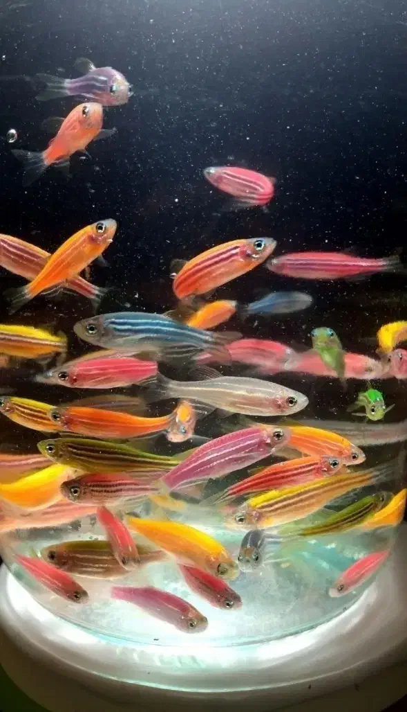 انواع ماهی زینتی|ماهی|مشهد, حسابی جنوبی (شهرک غرب)|دیوار