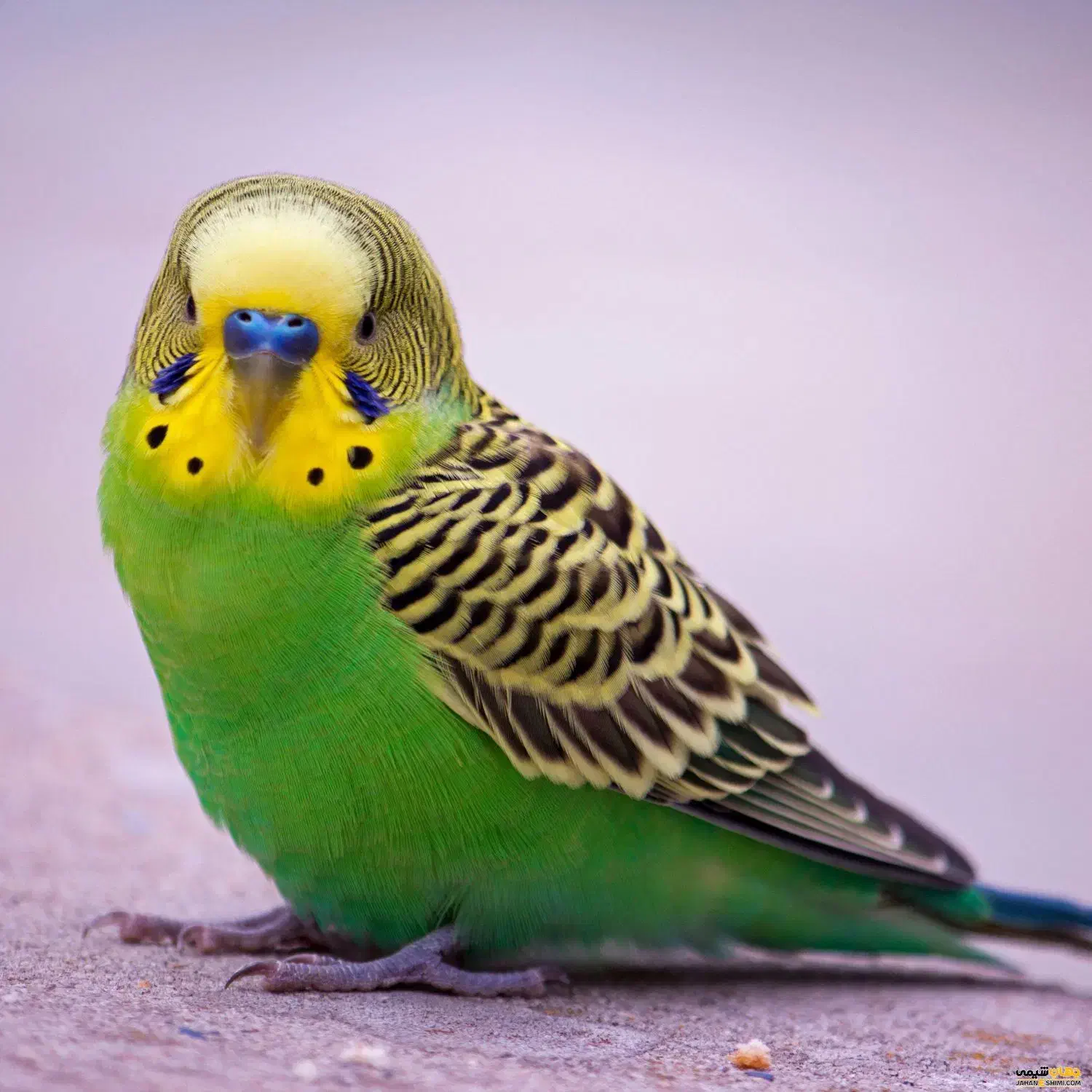 مرغ عشق|پرنده|سنندج, |دیوار