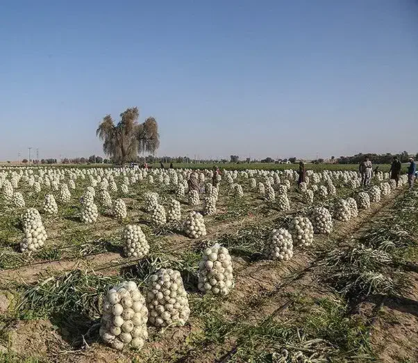 اجاره زمین قطره ای رودبار جنوب|اجارهٔ دفتر صنعتی، کشاورزی، تجاری|جیرفت, |دیوار