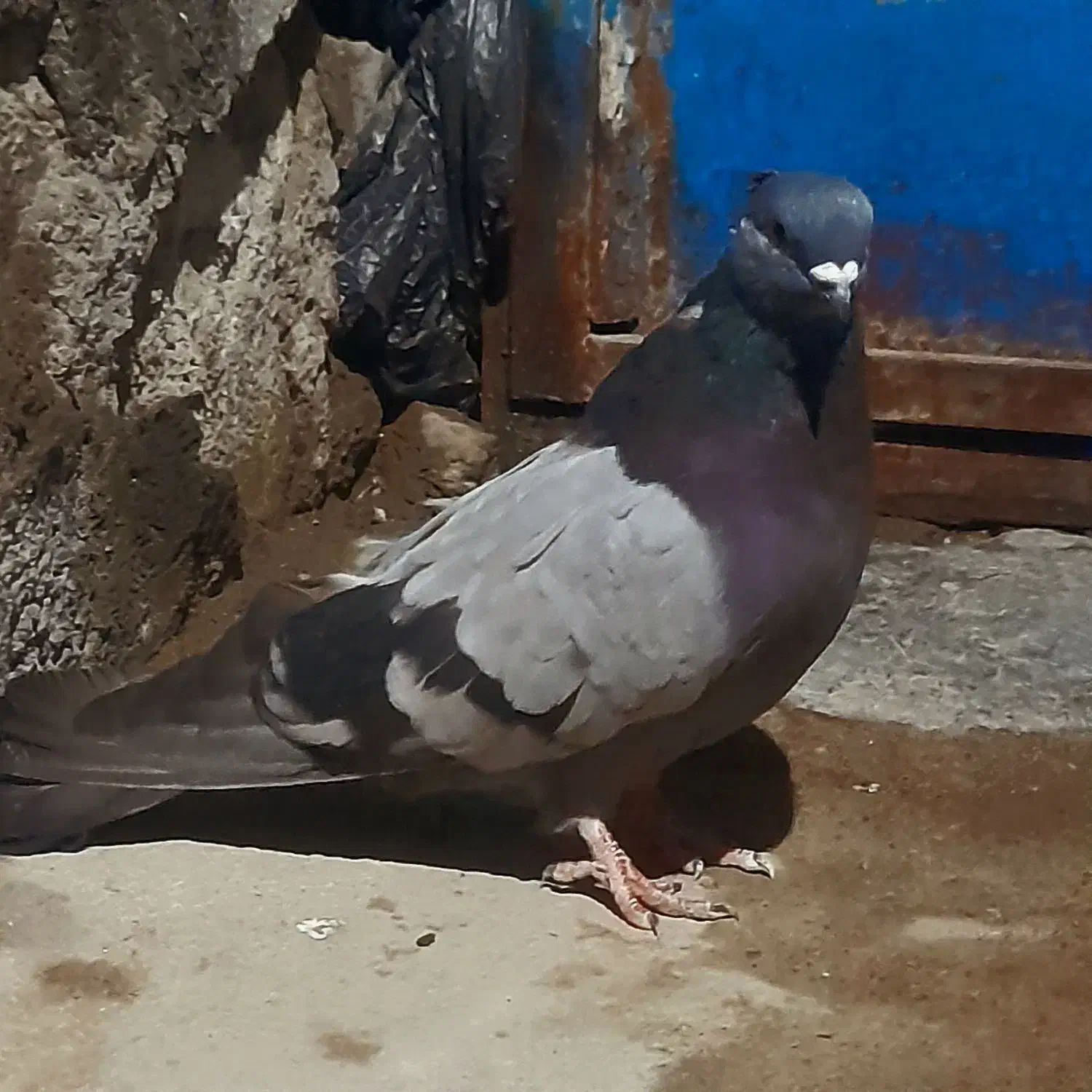 طوقی سبز|پرنده|اردبیل, |دیوار