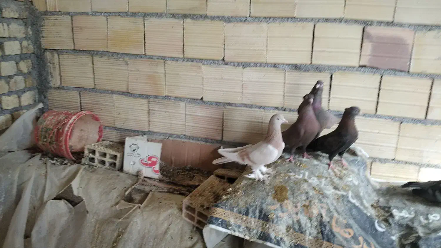 کبوتر شهرضا|پرنده|شهرضا, |دیوار