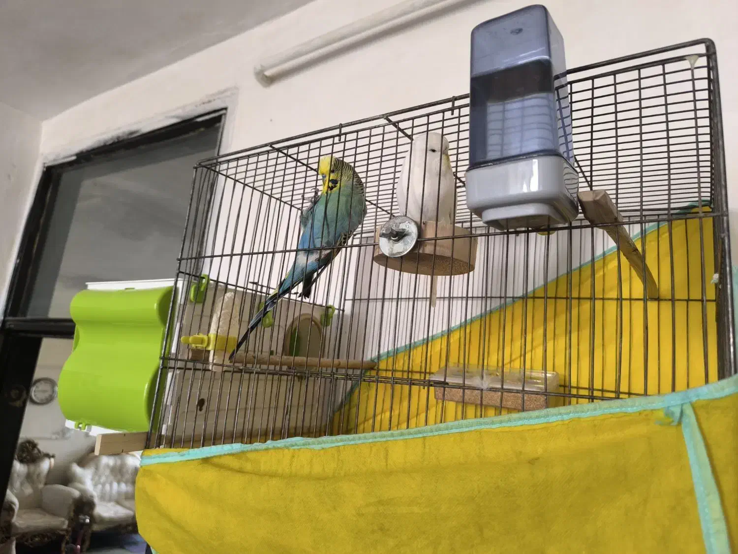 مرغ عشق انگلیسی|پرنده|قزوین, |دیوار