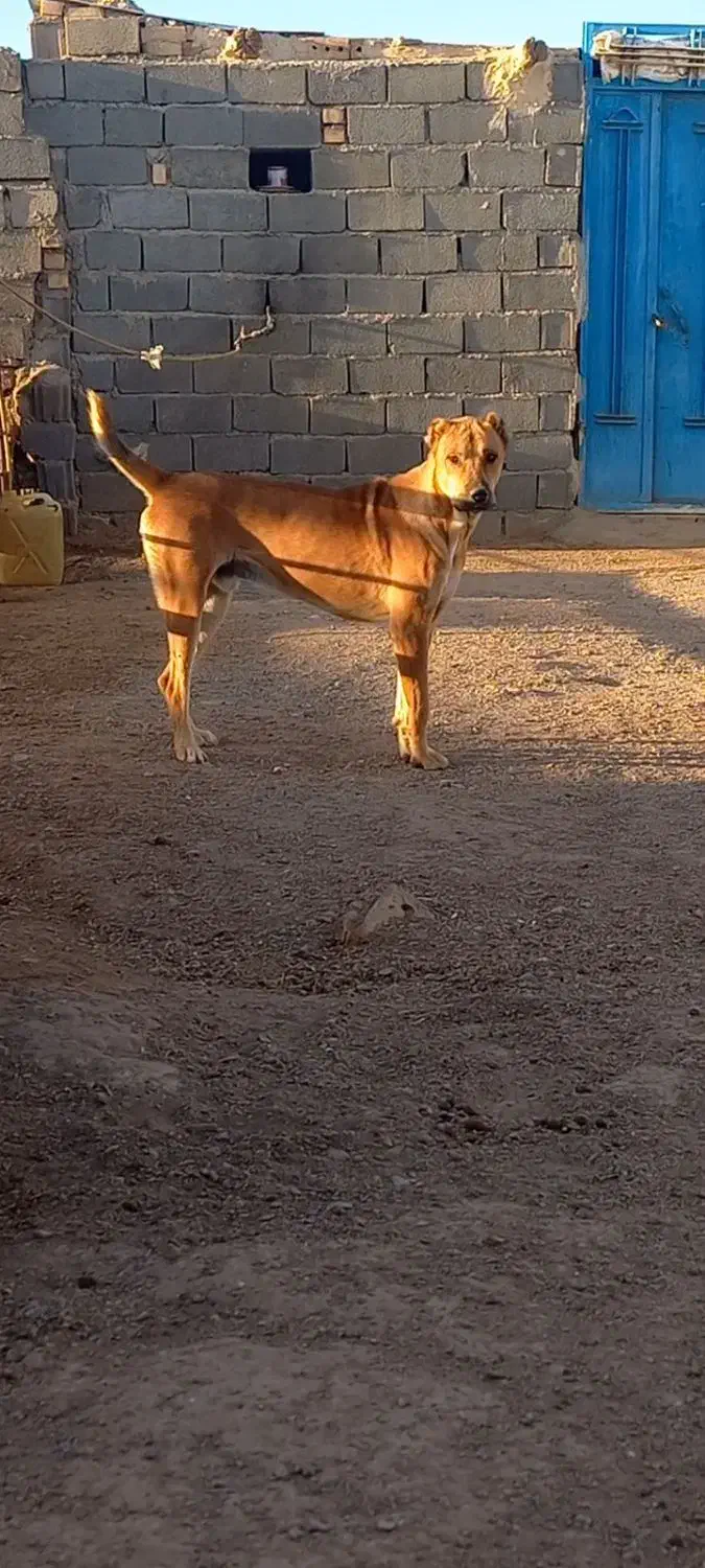 حیون نسل دار|سگ|تربت جام, جامرود|دیوار