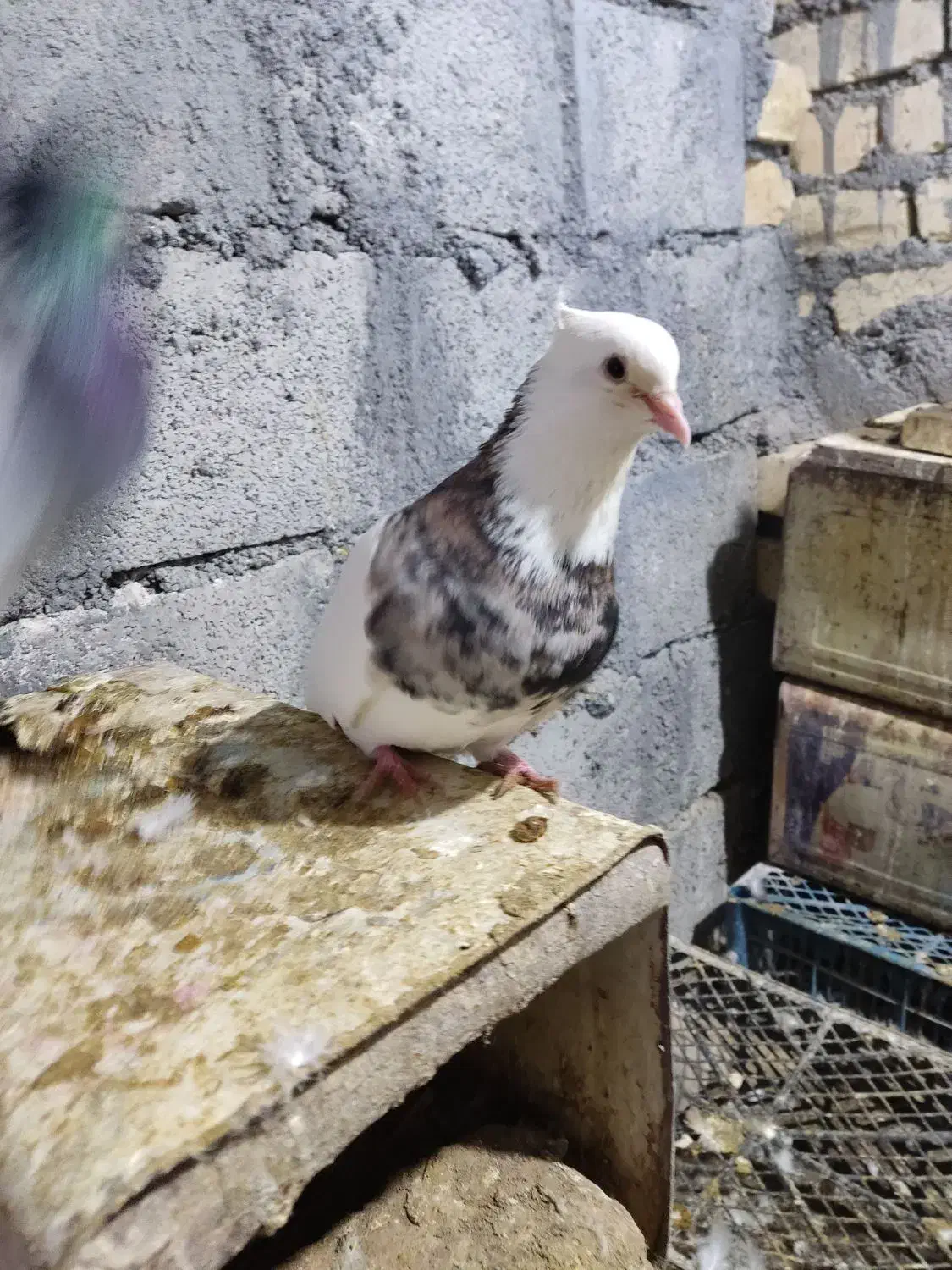 طوقی هفترنگ|پرنده|لنجان, |دیوار