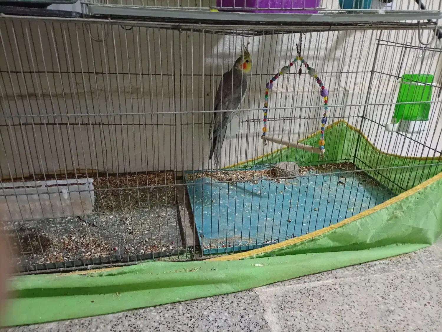 عروس هلندی|پرنده|زرند, |دیوار