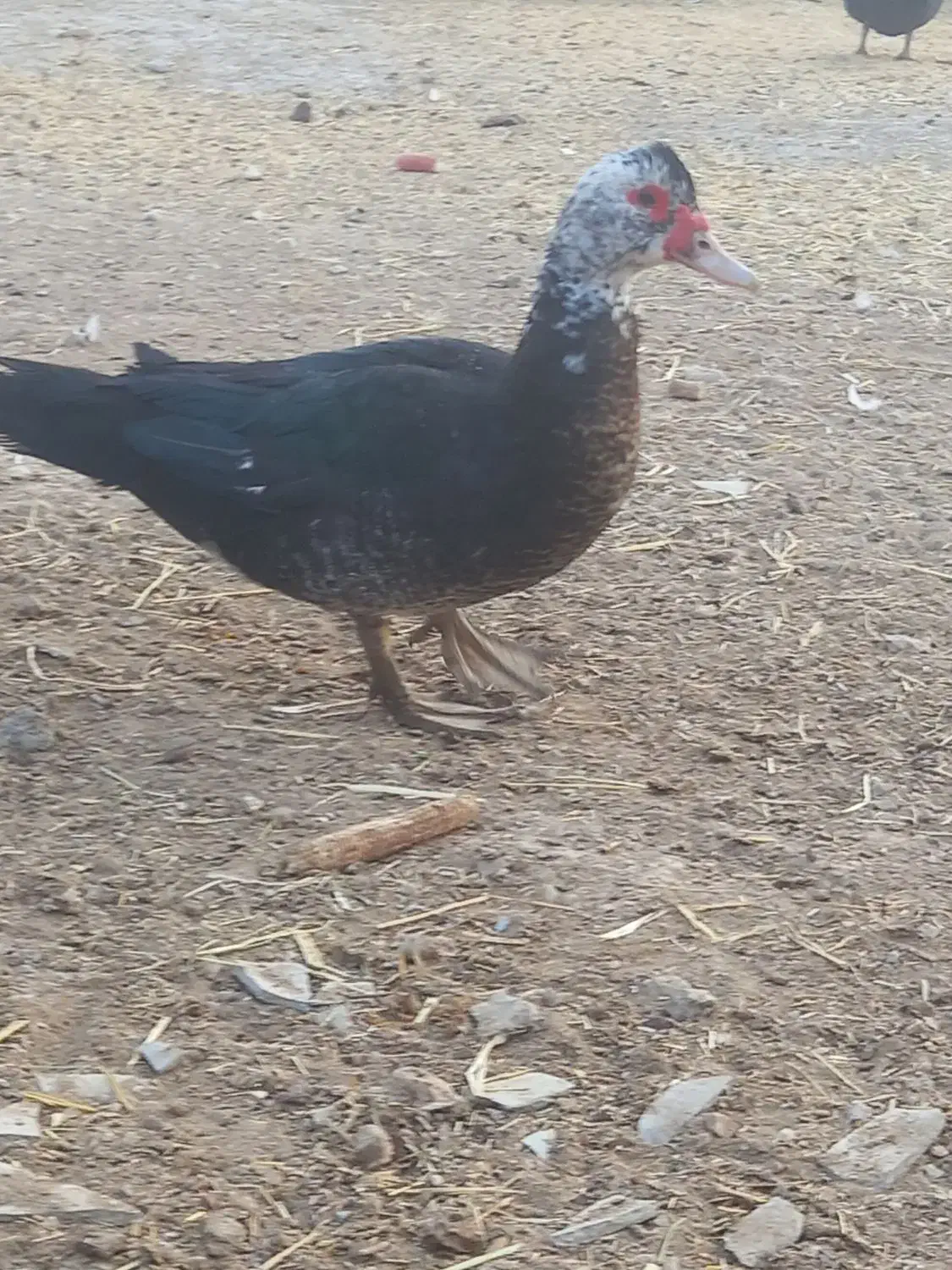 مرغ خروس جوجه گلین اردک روسی|حیوانات مزرعه|شیراز, گویم|دیوار