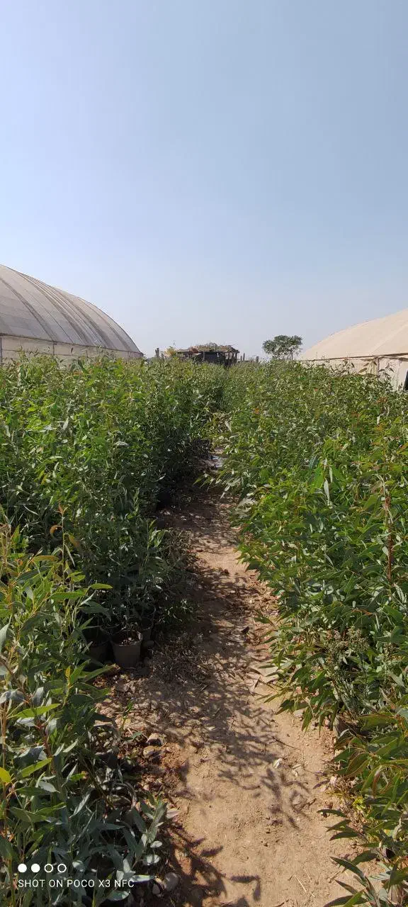 درخت اکالیپتوس|گل و گیاه طبیعی|پاکدشت, پاکدشت (مامازند)|دیوار