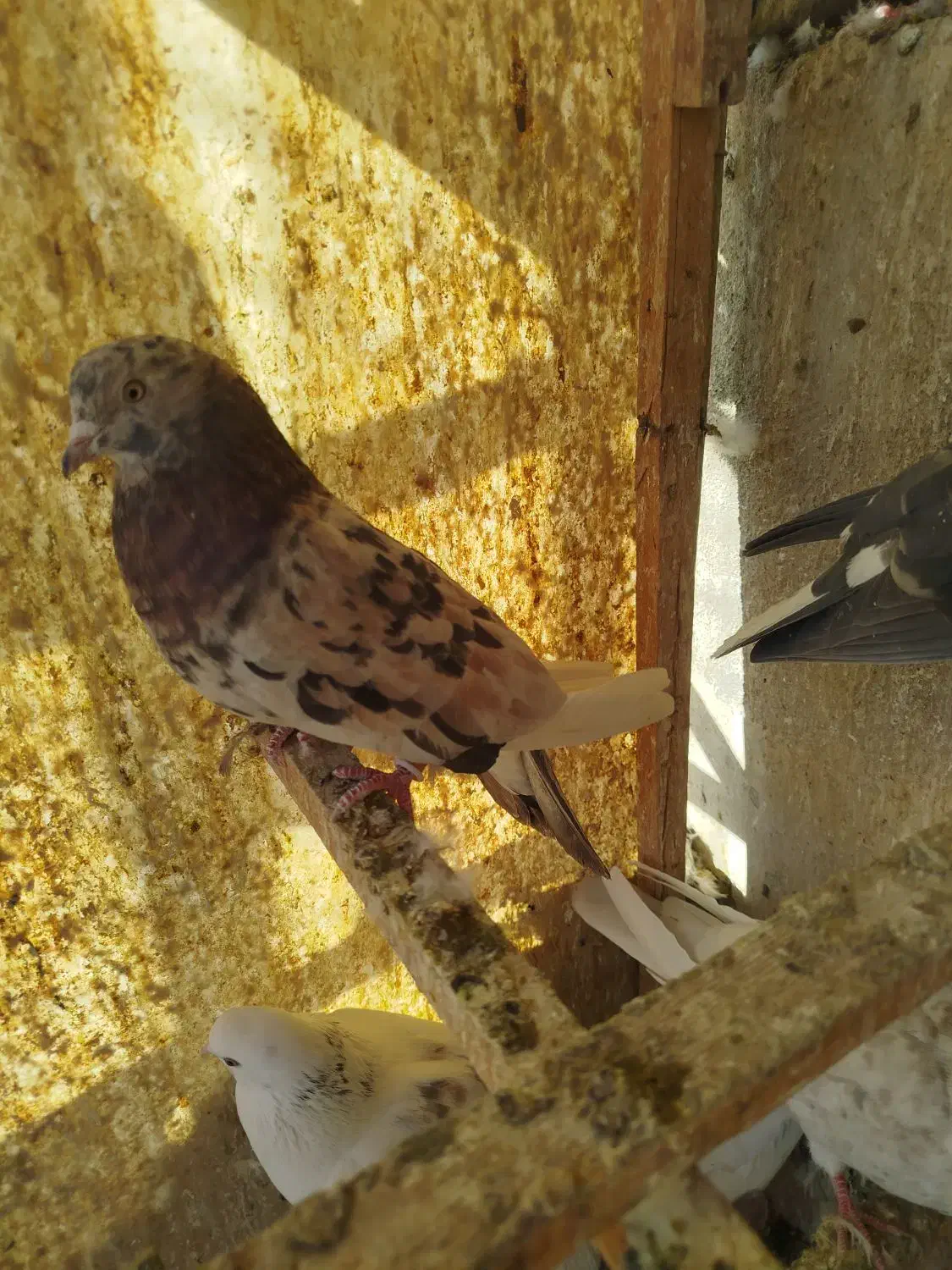 کفتر پرشی|پرنده|شهر ری, حمزهآباد|دیوار