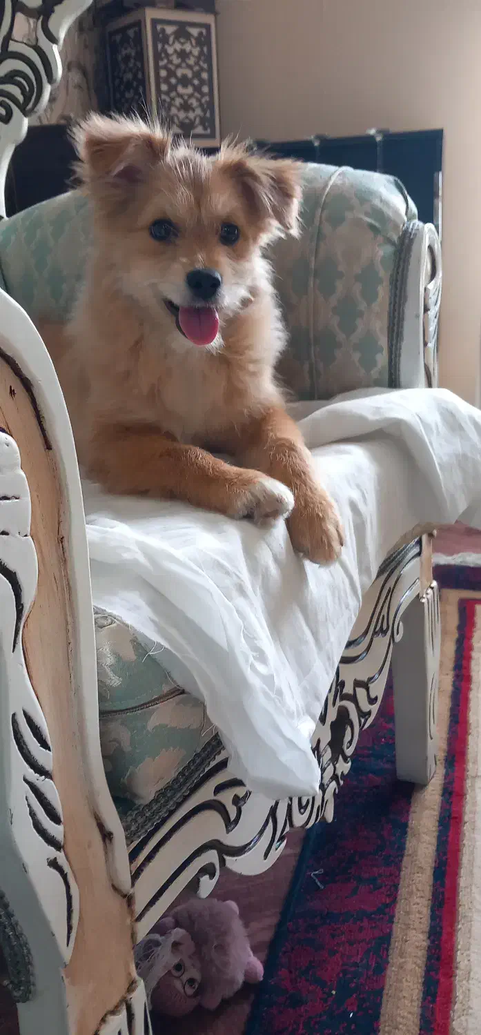 واگذاری سگ اشپیتز یک ساله|سگ|شیراز, پودنک|دیوار