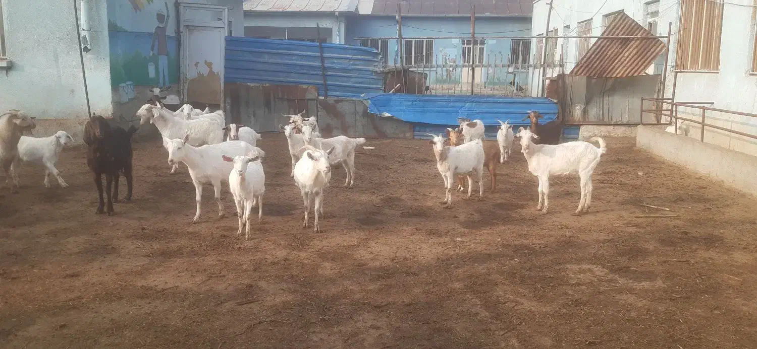 فروش بز نژاد سانن|حیوانات مزرعه|نوشین شهر, |دیوار