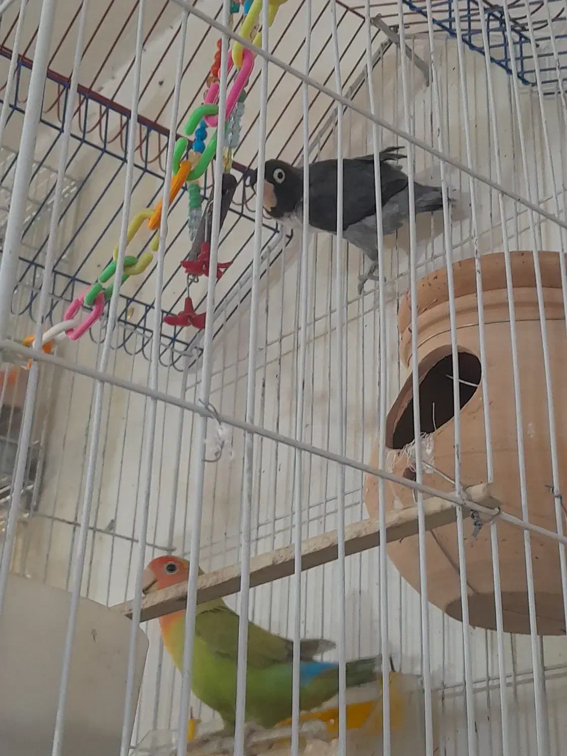 انواع پرندگان ولوازم پرنده وقفس دستباف|پرنده|ملایر, |دیوار