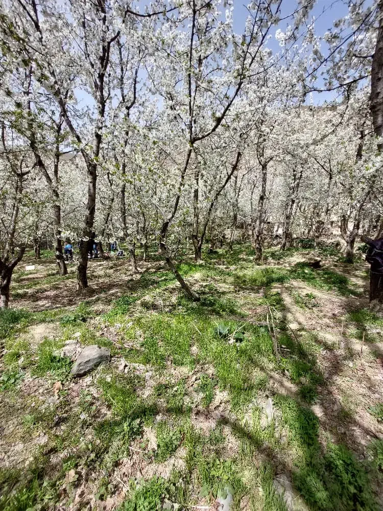 ۱۵۴۵ متر زمین باغ واقع در سنگان|فروش زمین و ملک کلنگی|تهران, جنتآباد شمالی|دیوار