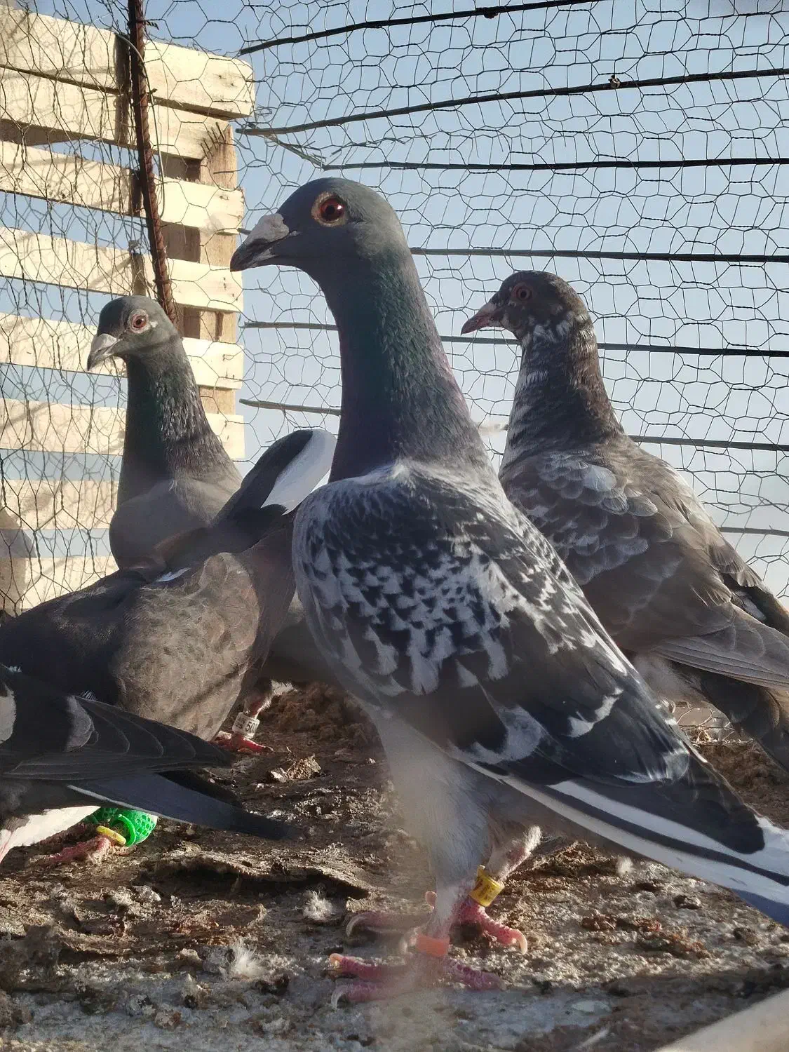 کفتر|پرنده|تربت‌حیدریه, پائین ولایت|دیوار