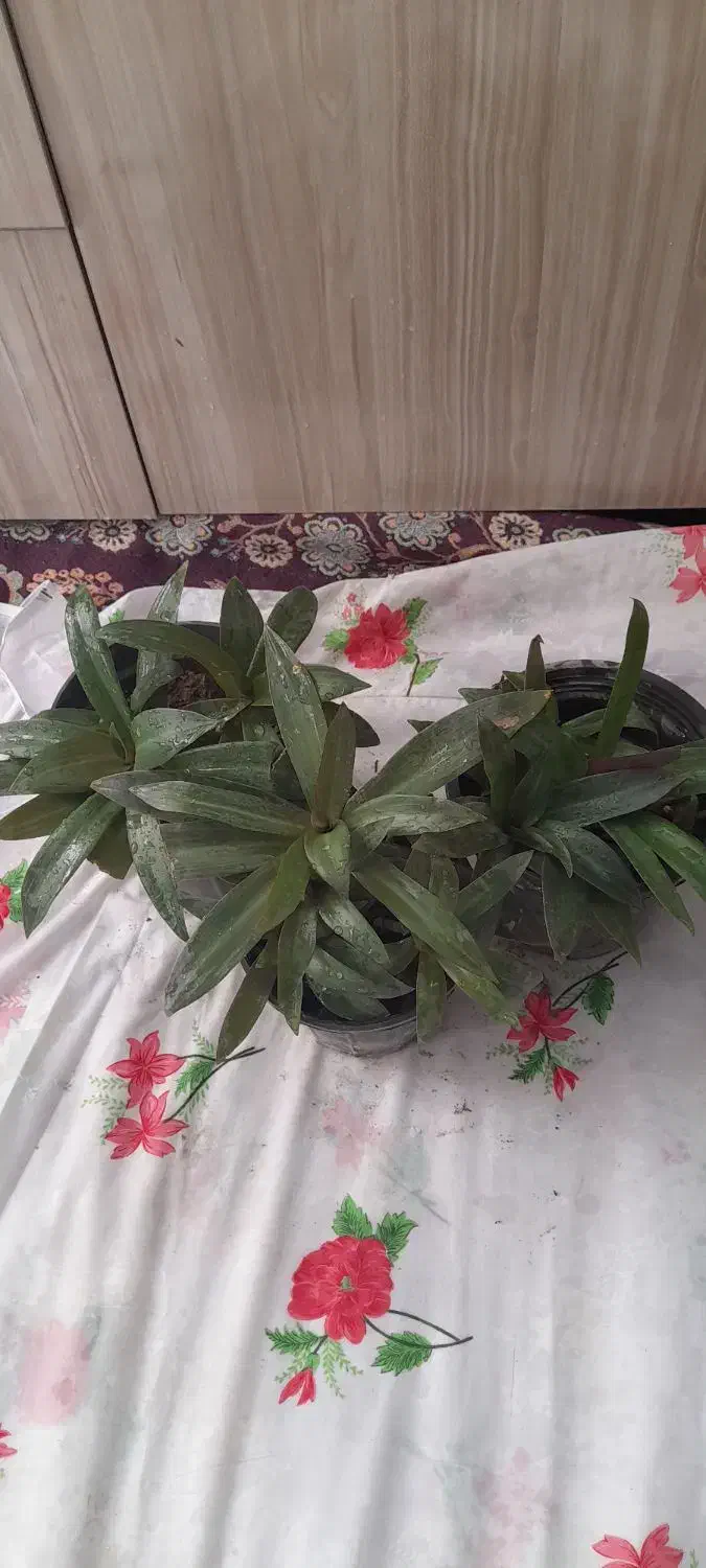 گلهای طبیعی|گل و گیاه طبیعی|شیروان (خراسان), |دیوار