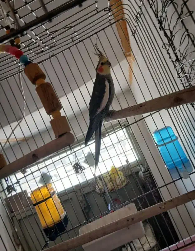 عروس هلندی نر سینامون کار بالغ مست|پرنده|قم, دروازه ری|دیوار