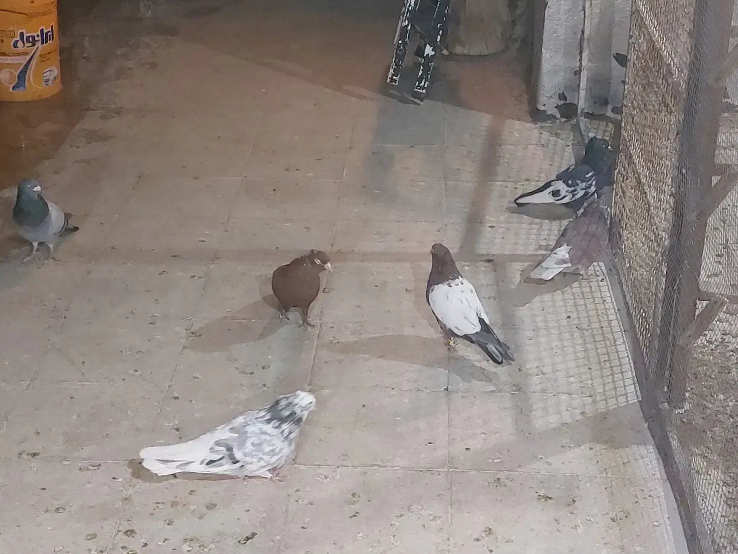 کبوتر|پرنده|شیراز, شهرک فجر|دیوار