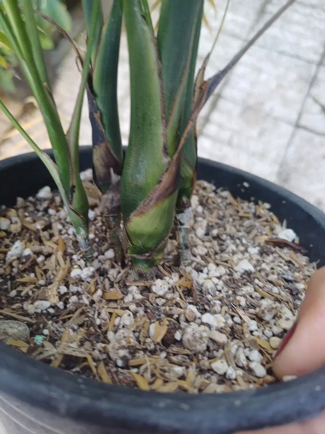 برگ انجیری|گل و گیاه طبیعی|بندر انزلی, کوی واحدی|دیوار