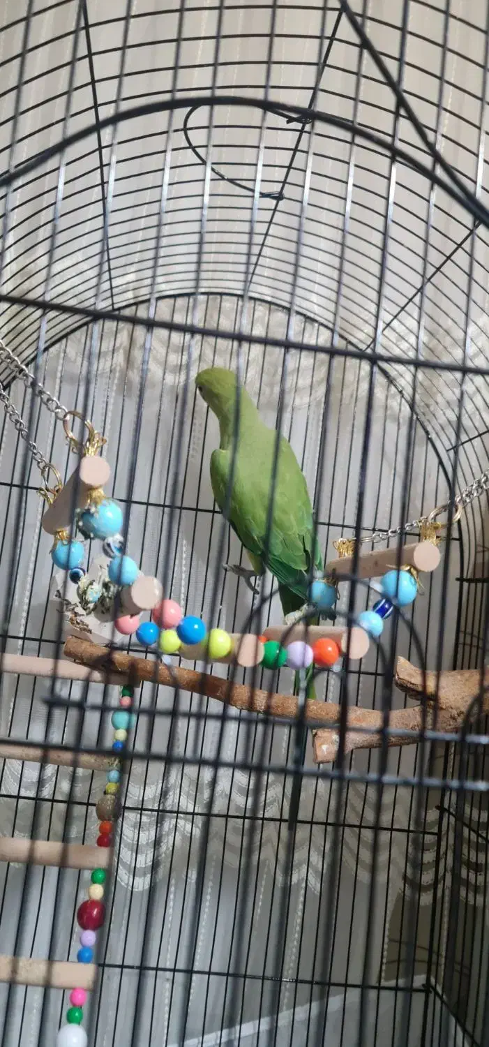 طوطی ملنگو با قفس و لوازم نژاد دار (پاکستانی)|پرنده|تهران, جوادیه|دیوار