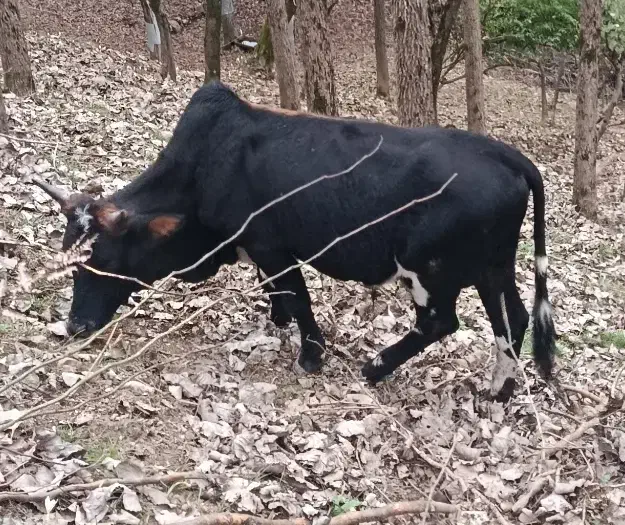 گاو نر|حیوانات مزرعه|سیاهکل, |دیوار