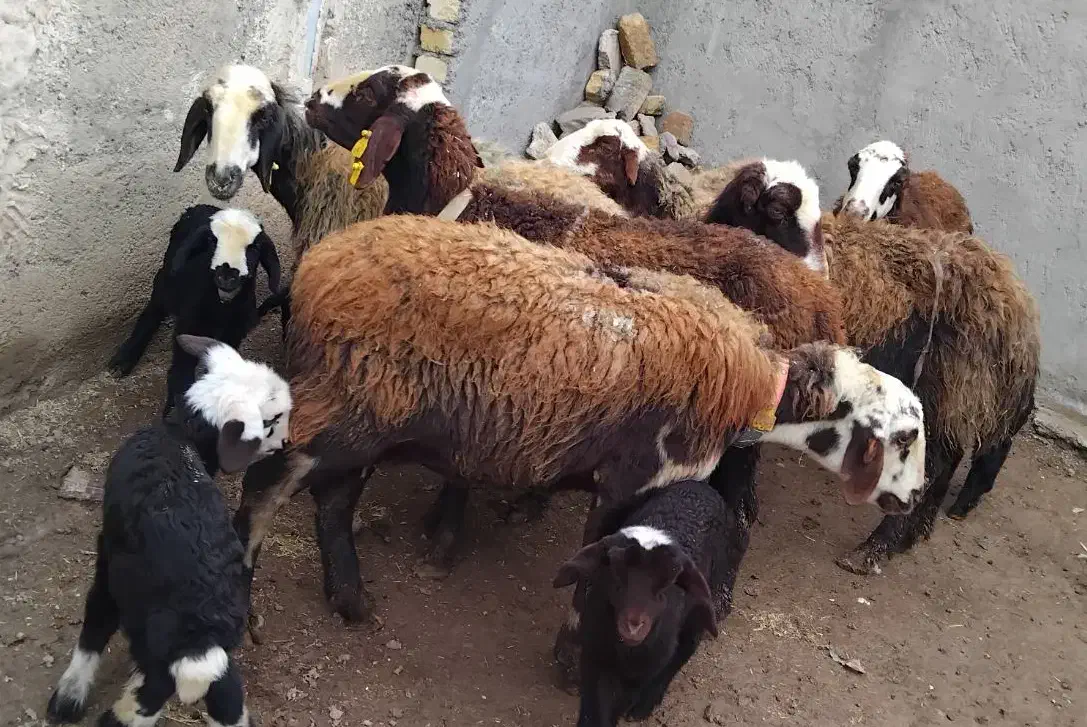 میش بره دار|حیوانات مزرعه|قزوین, |دیوار