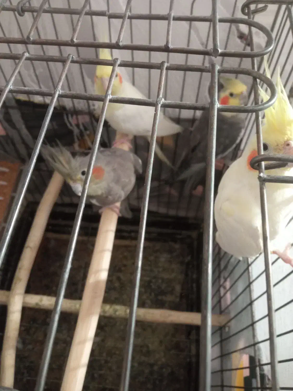 عروس هلندی|پرنده|میانه, |دیوار