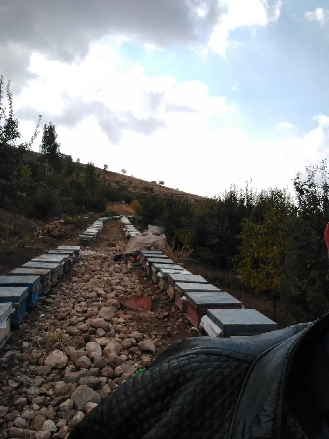 عسل طبیعی کوهستان|خوردنی و آشامیدنی|مراغه, |دیوار