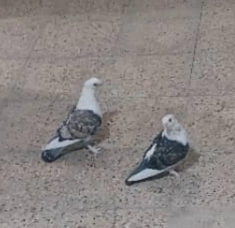 کبوتر بلژیکی اصیل|پرنده|میانه, |دیوار