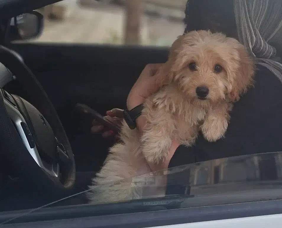 سگ نژاد  دودل|سگ|کرمانشاه, |دیوار