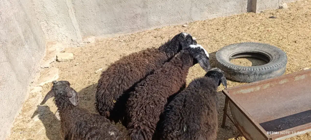 4راس بره نر تمیز سبک وزن|حیوانات مزرعه|کرج, شهرک شهرداری|دیوار