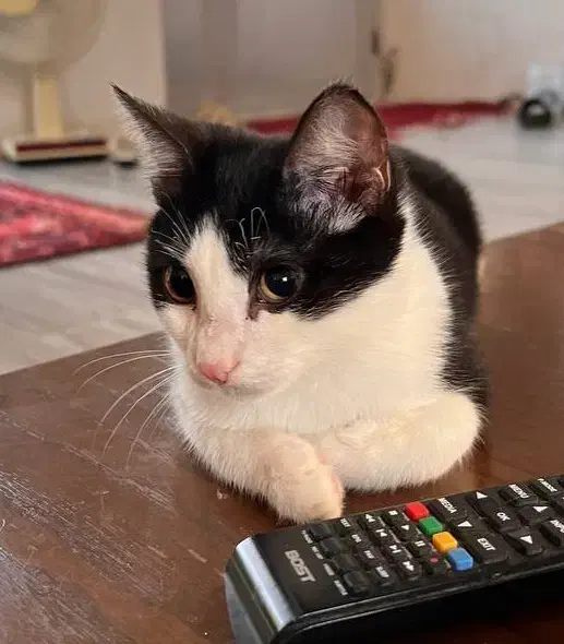 واگذاری گربه 3 ماهه نر سالم و زیبا|گربه|لاهیجان, لیل|دیوار