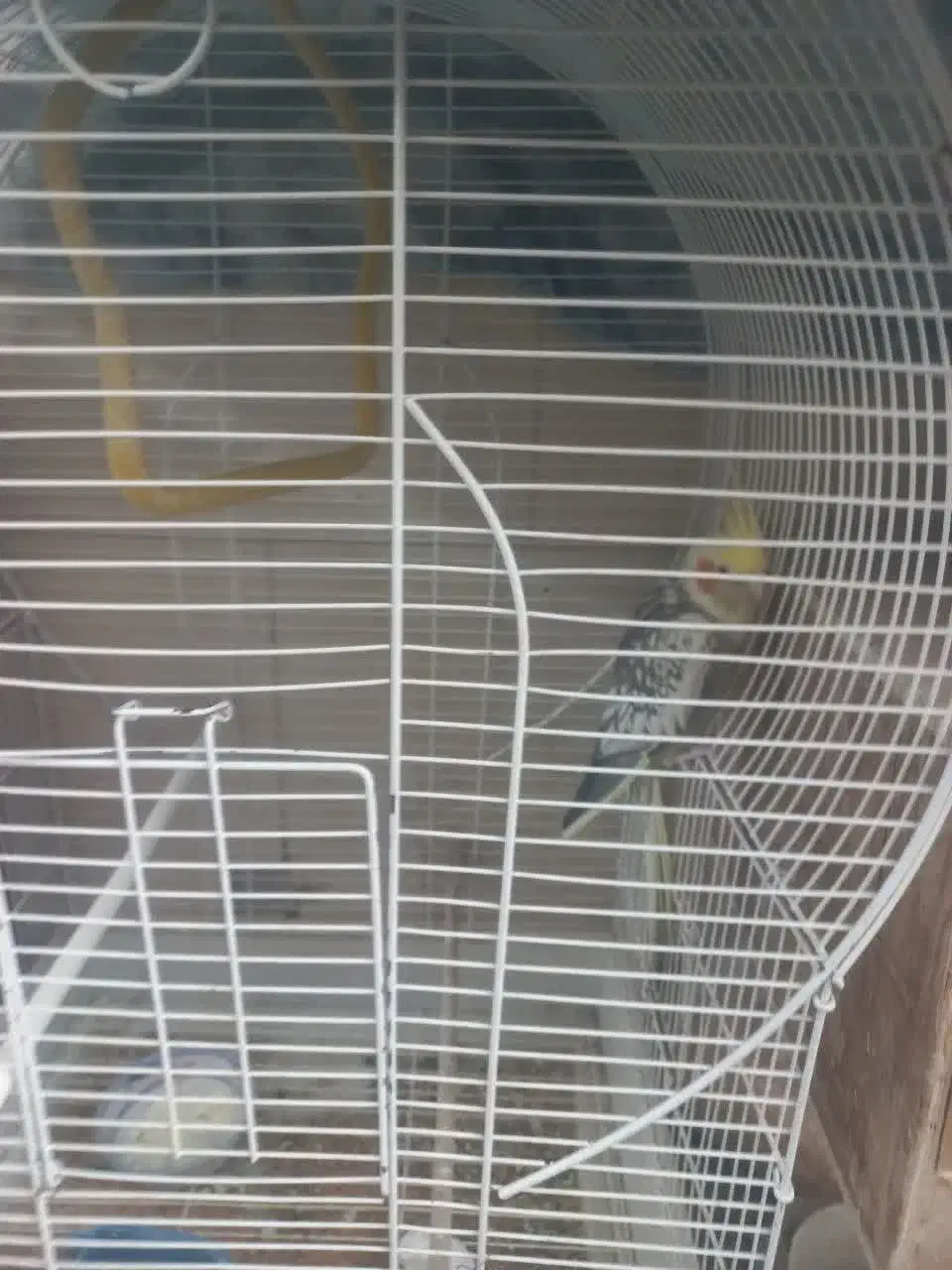 عروس هلندی جفت|پرنده|زارچ, |دیوار