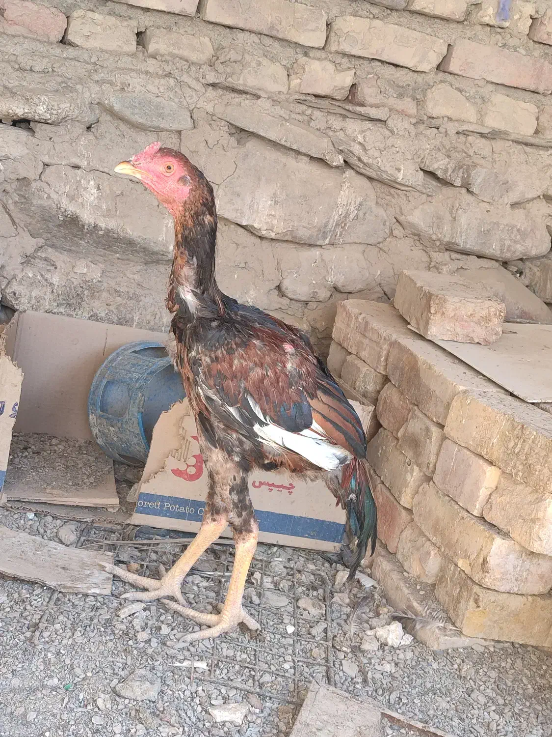 خروس جوانه|حیوانات مزرعه|سراوان, |دیوار