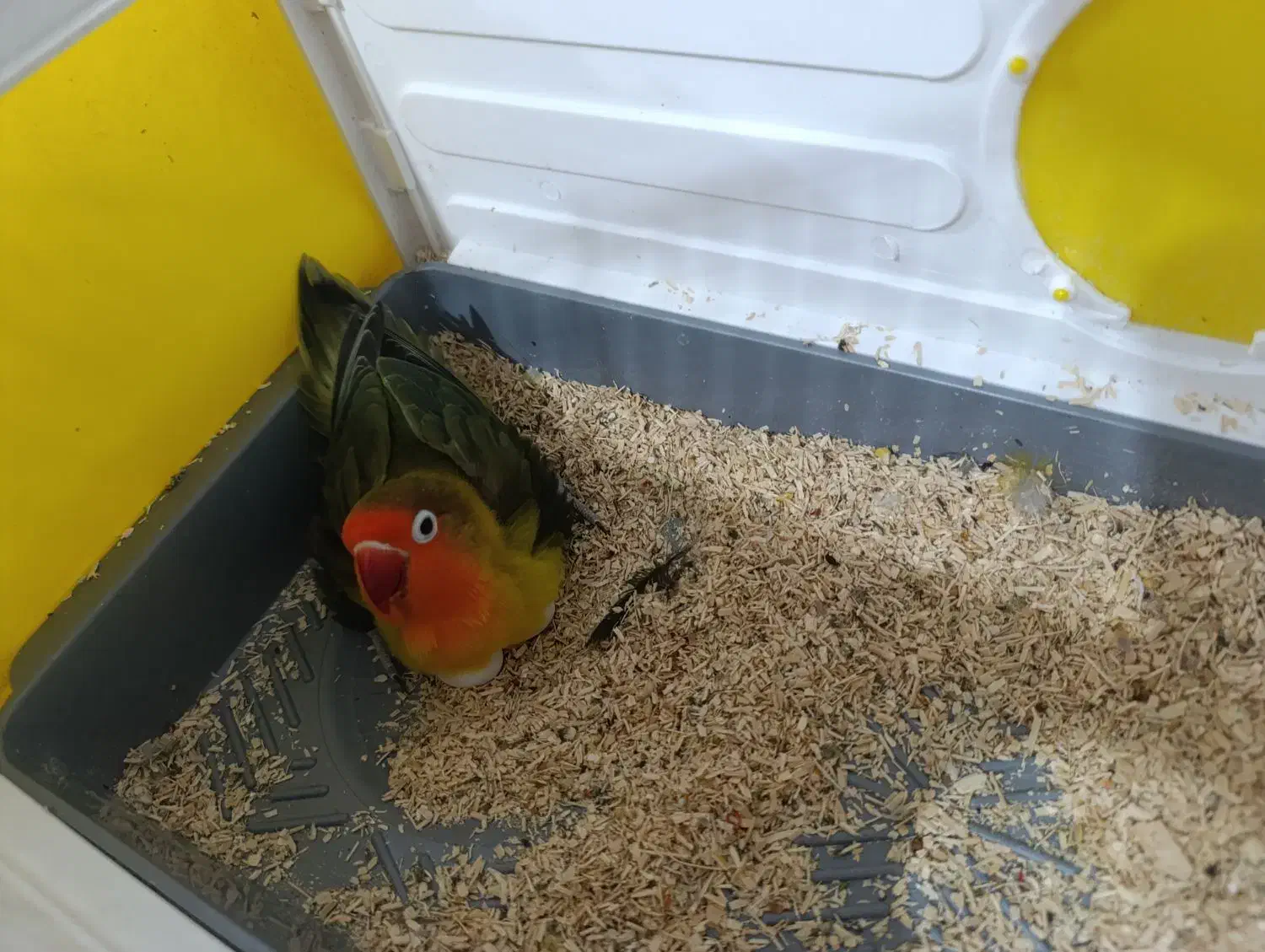 طوطی برزیلی لیلیان|پرنده|بروجرد, |دیوار