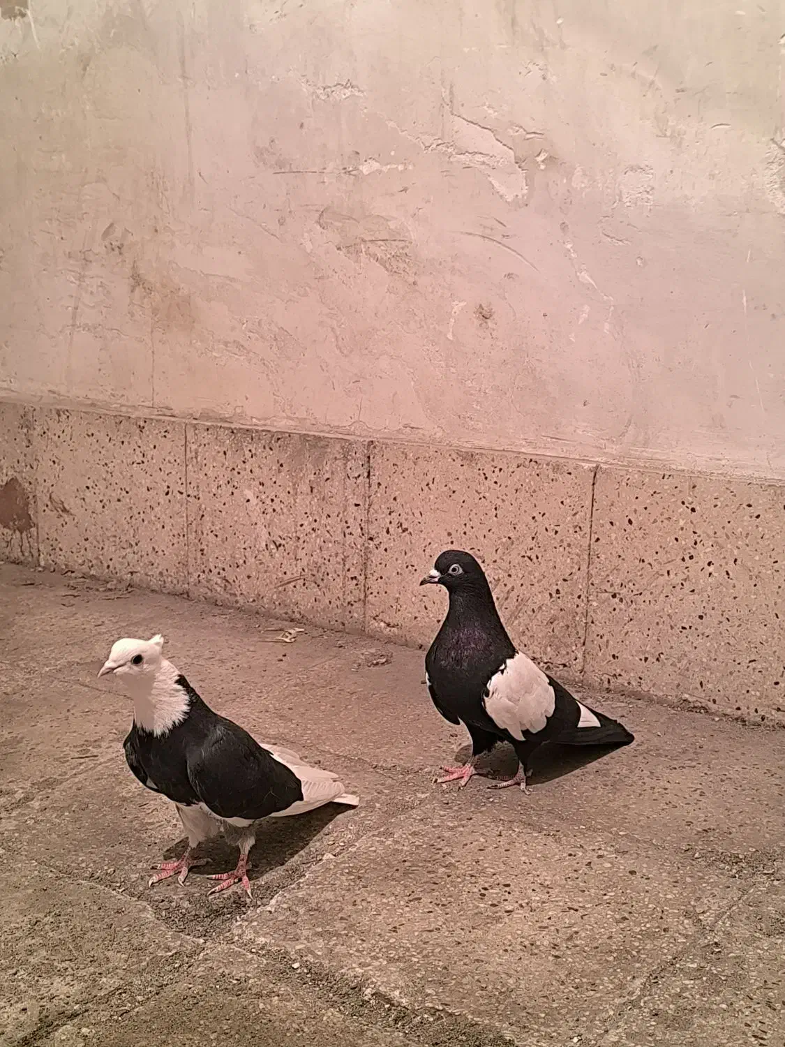 کبوتر|پرنده|تبریز, |دیوار