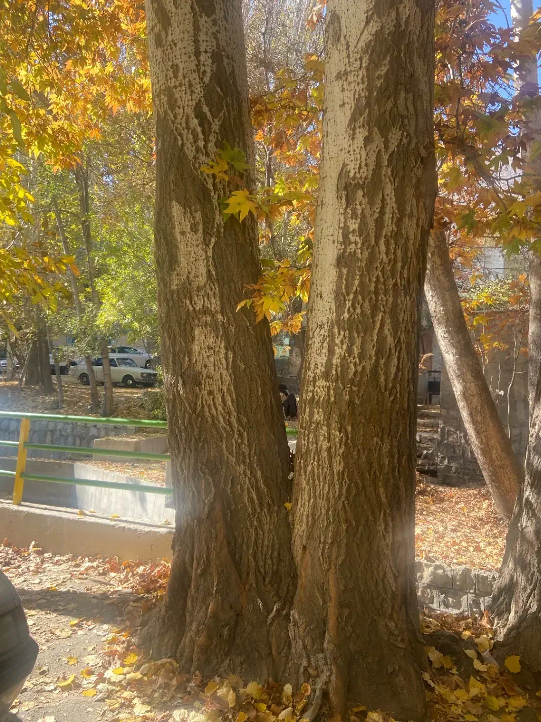 فروش درخت چوب کبوده|گل و گیاه طبیعی|خوانسار, |دیوار