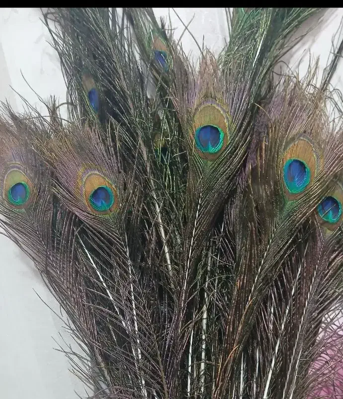 پرطاووس هندی|صنایع دستی و سایر لوازم تزئینی|تهران, افسریه شمالی|دیوار